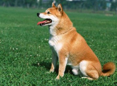 秋田犬怎么训练？来点有难度的