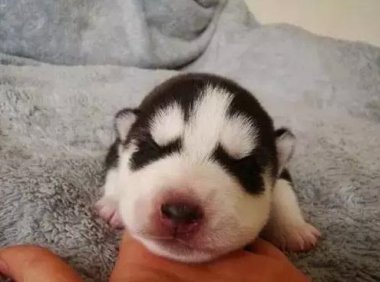 为什么哈士奇那么傻?实际上它们很聪明