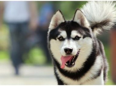 哈士奇掉毛厉害吗？主人养护也很重要