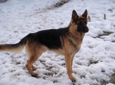 德牧怎样训练,新手必备训练教程