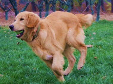 拉布拉多和金毛哪个好?仁者见仁智者见智