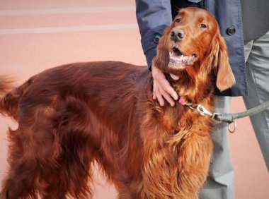 史宾格犬怎么变胖,这些小常识你知道吗?