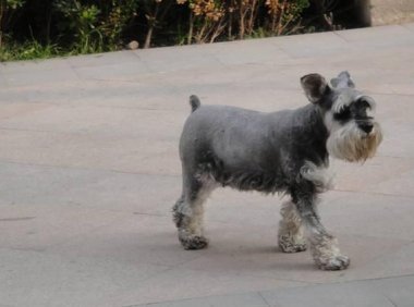 迷你雪纳瑞能长多大?再大也是迷你的