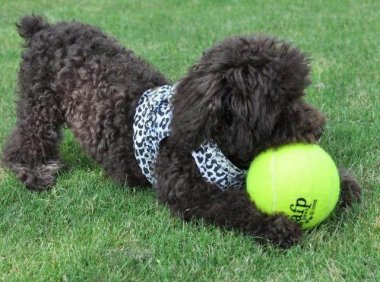 狗能吃橙子吗?最好少吃