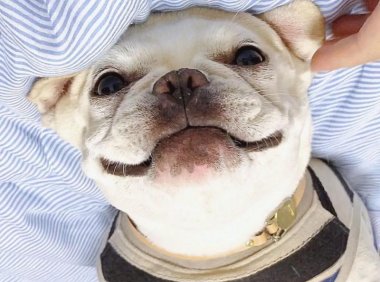 法国斗牛犬吃什么，你有没有喂对