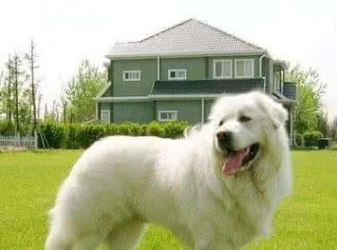 大型宠物狗品种大全,推荐几种让你不能自拔