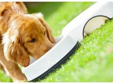 狗狗得细小的症状,注意这些表现