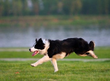 如何训练边境牧羊犬,学会这些你就是资深驯狗师