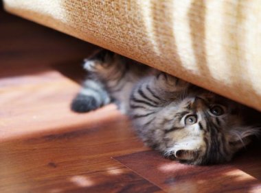 猫能吃葡萄吗？这些原因告诉你不能吃