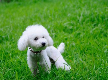 贵宾犬的皮肤病怎么办?这些护理工作要做到位