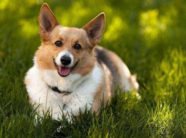 柯基犬的品种，一般有这几种