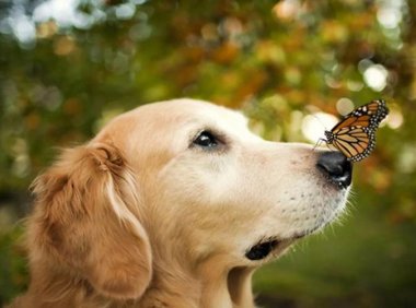 狗最多能活多少年？养护到位年龄长