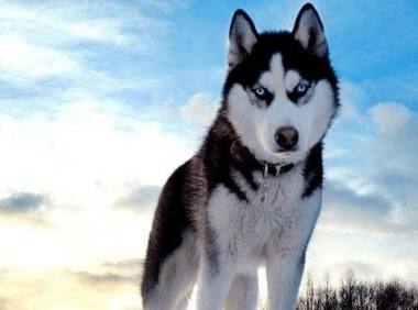 烟灰色哈士奇多少钱,入手前先了解价格