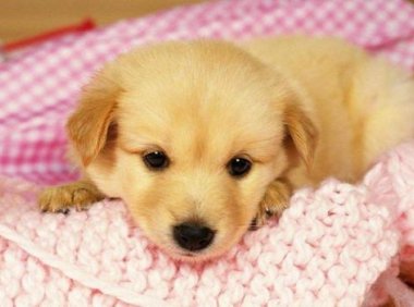 怎样训练小狗狗?方法比较重要