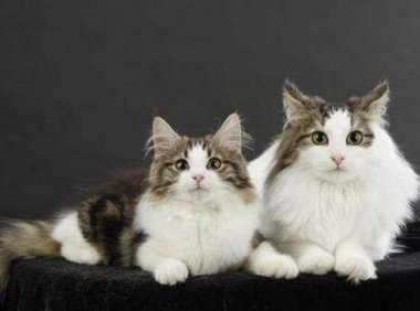 养两只猫会有什么忌讳?这些方面你需了解