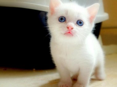 猫肚子里有虫子的表现，这些现象要注意