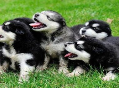 阿拉斯加一顿吃多少狗粮?饮食管够别管撑