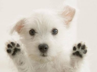 狗狗多大算成犬?看这三点就能判断出