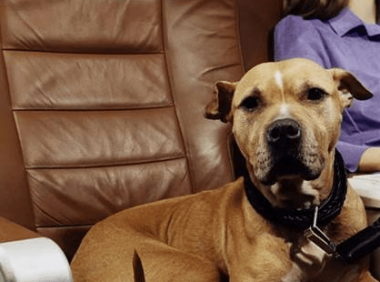 火车上能带宠物吗，出门怎么携带宠物？