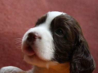 跟史宾格犬很像的犬种,这几种外行还真分不清