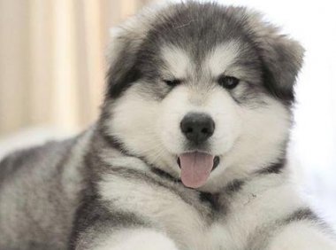 阿拉斯加吃什么狗粮最好,其实它是不挑食的宝宝