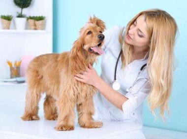 狗狗皮肤病会自愈吗？唯有药物方可根治