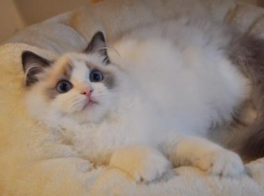 什么猫最粘人?都是迷人的小妖精