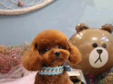 泰迪犬掉毛吗?注意区分正常不正常