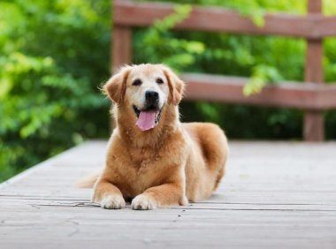 狗狗拉肚子怎么办?这样去做准没错