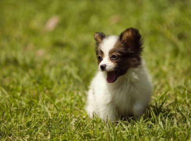 蝴蝶犬如何喂养？这几点做好就万事无忧了