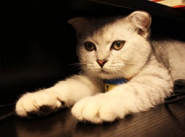 猫癣传染人吗？这些知识值得了解