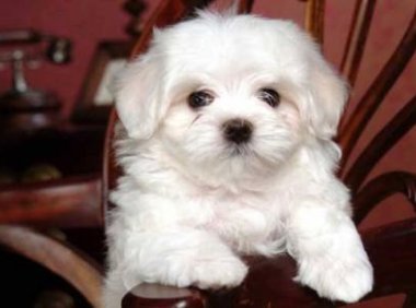 马尔济斯犬掉毛吗？关键还是看日常打理