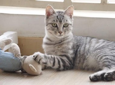 猫不能吃什么？有些禁忌你要知道