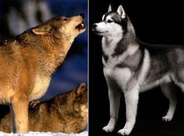 狼和狗的区别,双胞胎都有细节上的区别