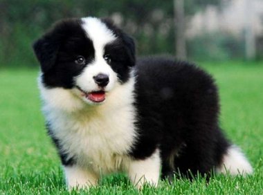 边境牧羊犬的训练，自己就能搞定