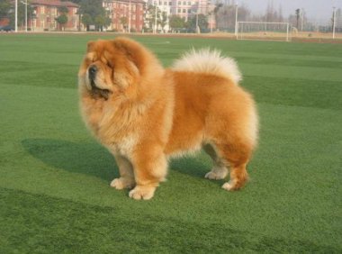 松狮怎么训练？都是按套路来的