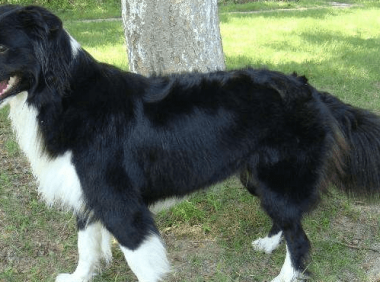 边境牧羊犬不溜可以吗？来证实下该想法是否可行