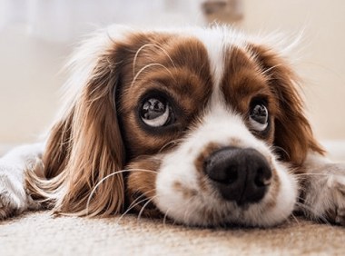 宠物狗寄养训练,小套路要记住