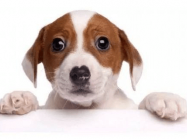 狗鼻子干怎么办，这些妙招交给你