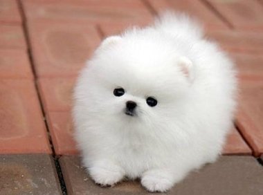 博美吃什么长胖,要有科学的饮食习惯