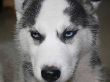 世界三大绝不咬人的狗 第一名居然是它