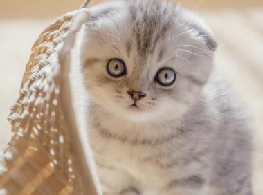 被小猫咬出血要打针吗？保险起见建议你这样处理