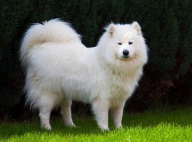 萨摩耶和边境牧羊犬哪个好?从各个方面来比较一下