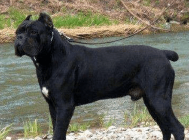 卡斯罗几个月认主人,大约是从这个时候开始的