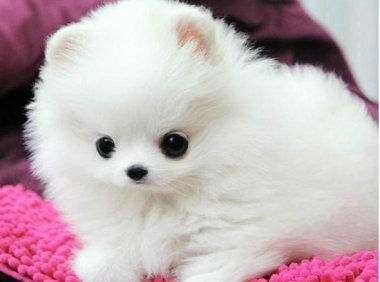 博美犬多大就不长了?给个标准参考下