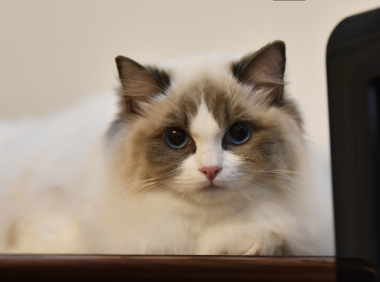 布偶猫粘人程度,超乎你的想象