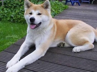 秋田犬护主吗？试试你就知道它有多厉害