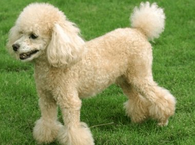 贵宾犬对主人忠诚吗?其实完全可以相信它们