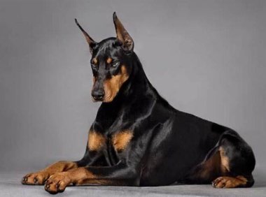 杜宾犬吃什么长得快?六种食物大推荐