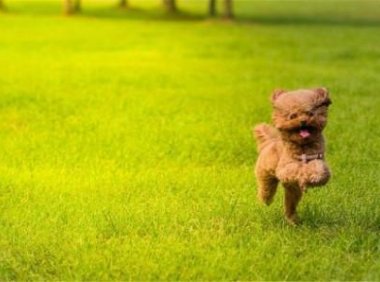 泰迪一天喂几次？根据它的情况这样来计划